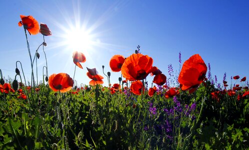Lens flare summer field of flowers
