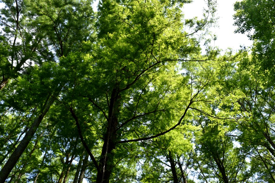 plant bald cypress mattamuskeet ncwetlands am