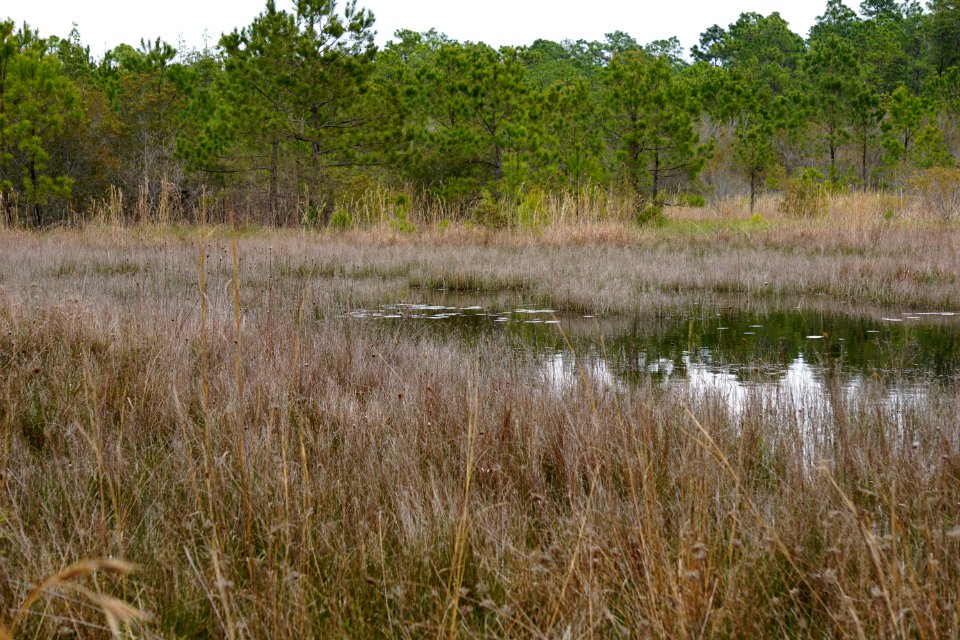 scene boiling spring lakes preserve ncwetlands KG (17)