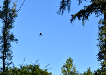 bird great blue heron Bicycle post mountain bike trails ncwetlands AM (8)