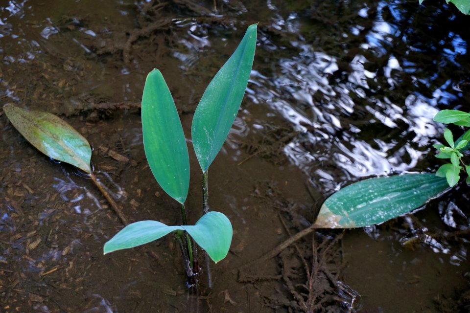 plant stream wetland Walthour-Moss preserve ncwetlands KG (2)