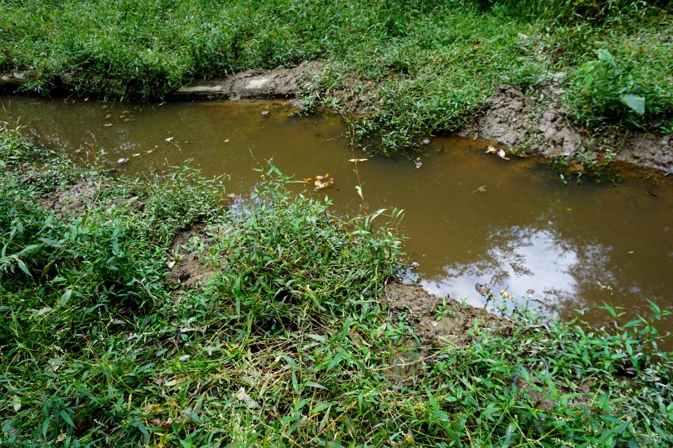 scene Sandy Creek Gameland ncwetlands KG (2)