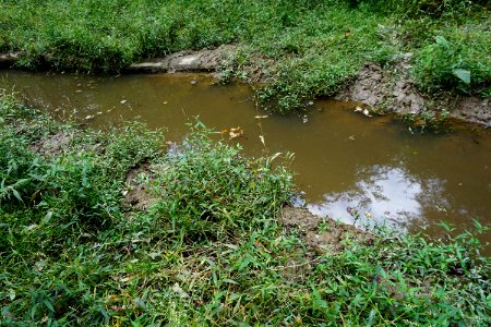 scene Sandy Creek Gameland ncwetlands KG (2)