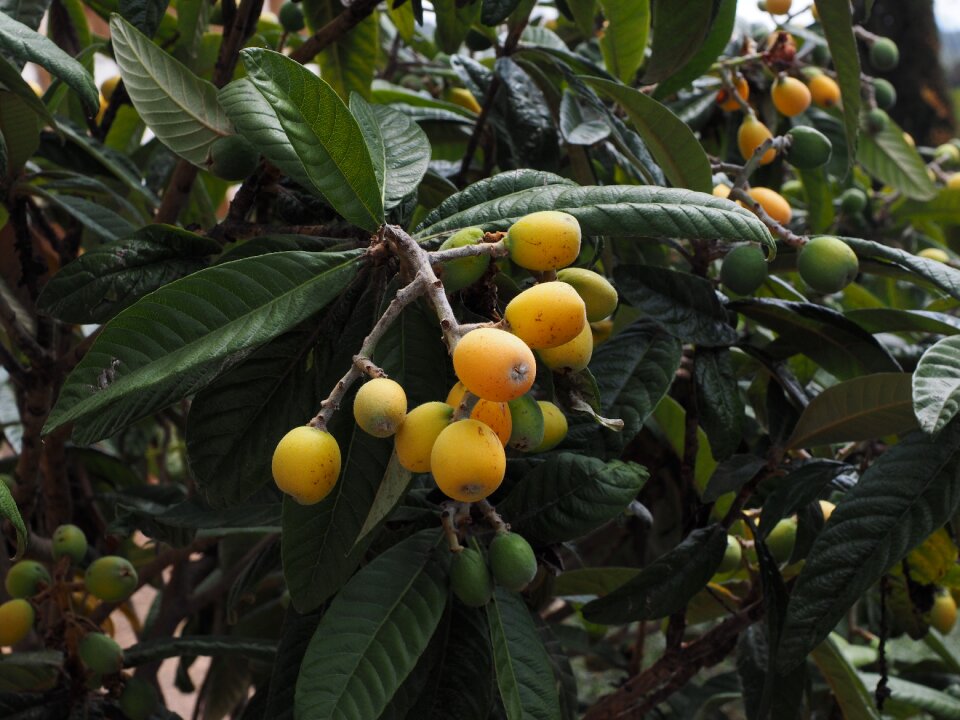 Fruits medlars fruit