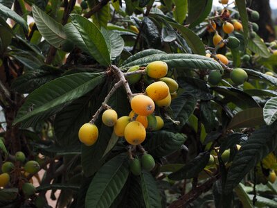 Fruits medlars fruit