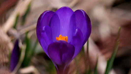 Violette Krokusblüte 1