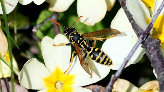 Polistes dominula (Haus-Feldwespe)