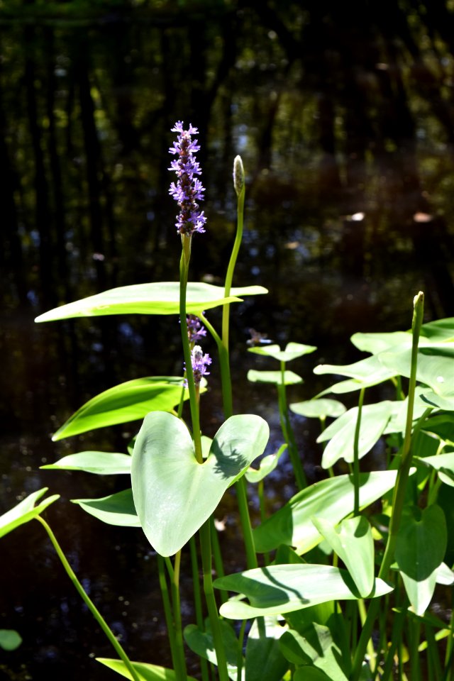 plant Cashie Wetland Walk ncwetlands AM (18)