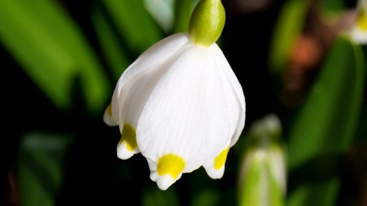 Großes Schneeglöckchen - Leucojum vernum