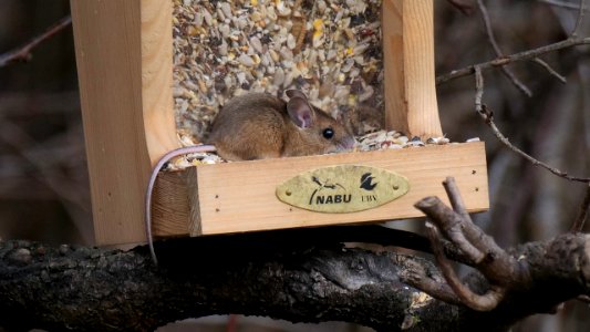 Pelziger Vogel? - Hungrige Hausmaus!