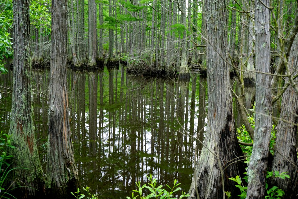 scene carvers creek SP KG (17)