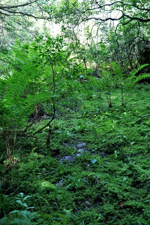 scene wetland Pink Beds Pisgah NF ncwetlands KG (26)