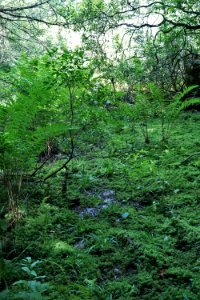 scene wetland Pink Beds Pisgah NF ncwetlands KG (26)