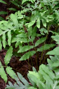 plant fern Lake Crabtree County Pk ncwetlands AM (4)