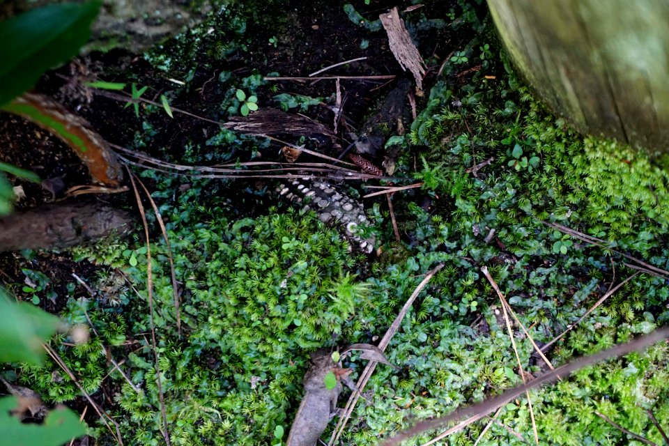 hypertrophied lenticels Walthour-Moss preserve ncwetlands KG