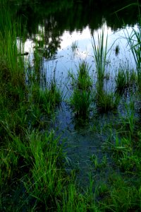 scene pond Anderson Creek County Park ncwetlands KG (5)