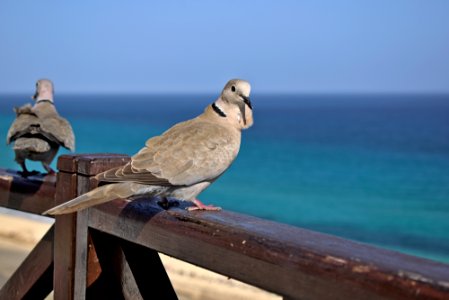 Fuerteventura - Gulls photo