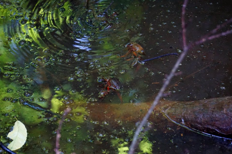 invertebrate crayfish at surface Lower Roanoke River Wetlands Gameland ncwetlands KG (3)