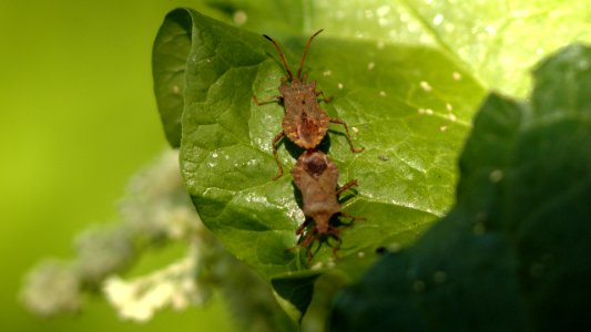 Coreus marginatus