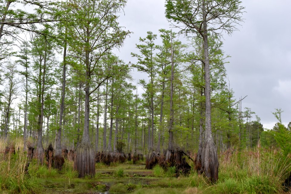 scene Rhodes Pond Game Land ncwetlands AM (25)