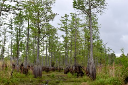 scene Rhodes Pond Game Land ncwetlands AM (25)