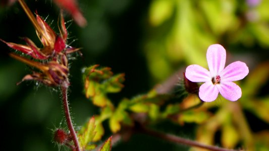Ruprechtskraut - Geranium robertianum