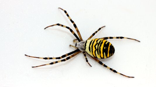 Argiope bruennichi