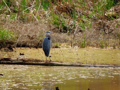 bird great blue heron jordan game land beaver crk n ncwetlands KG (3)