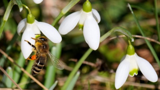 Biene an Schneeglöckchen 2