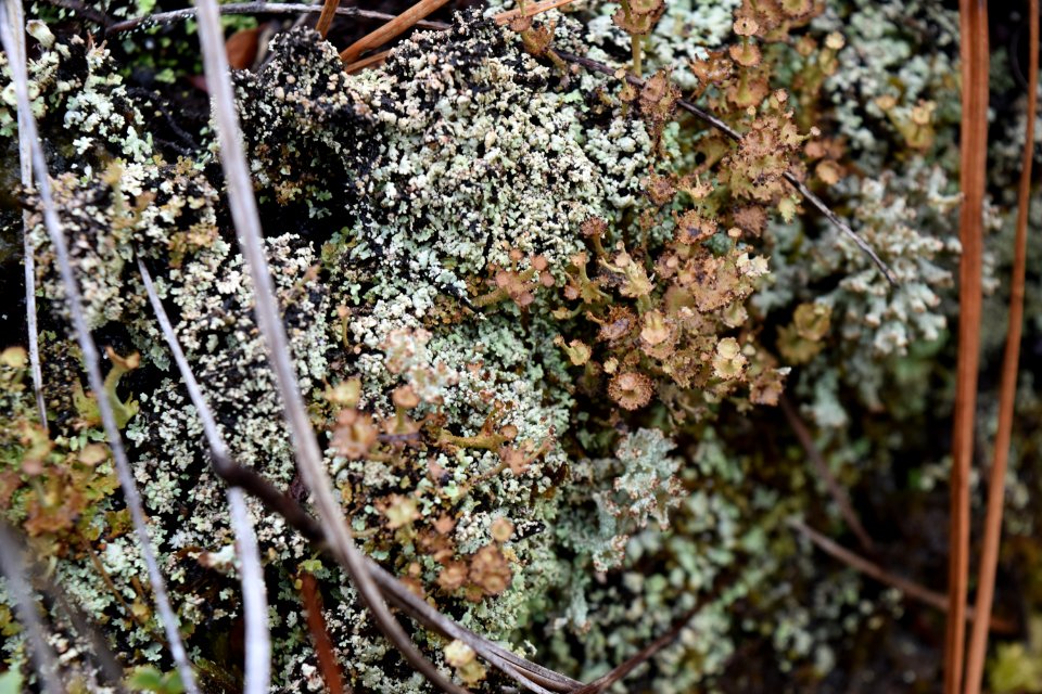 lichen Boiling Spring Lakes NP ncwetlands AM (2)