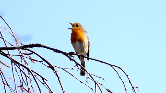 "Früüüühling!" photo