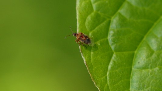 Kleidocerys resedae