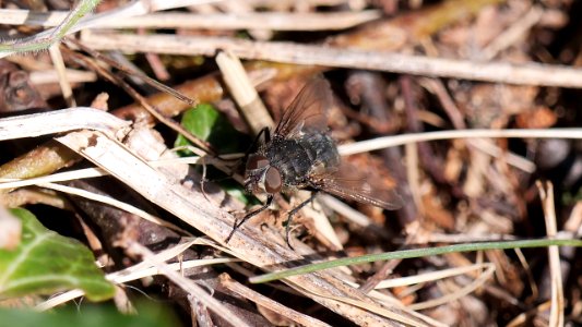 Muscidae (Echte Fliegen⁄Hausfliegen) 1