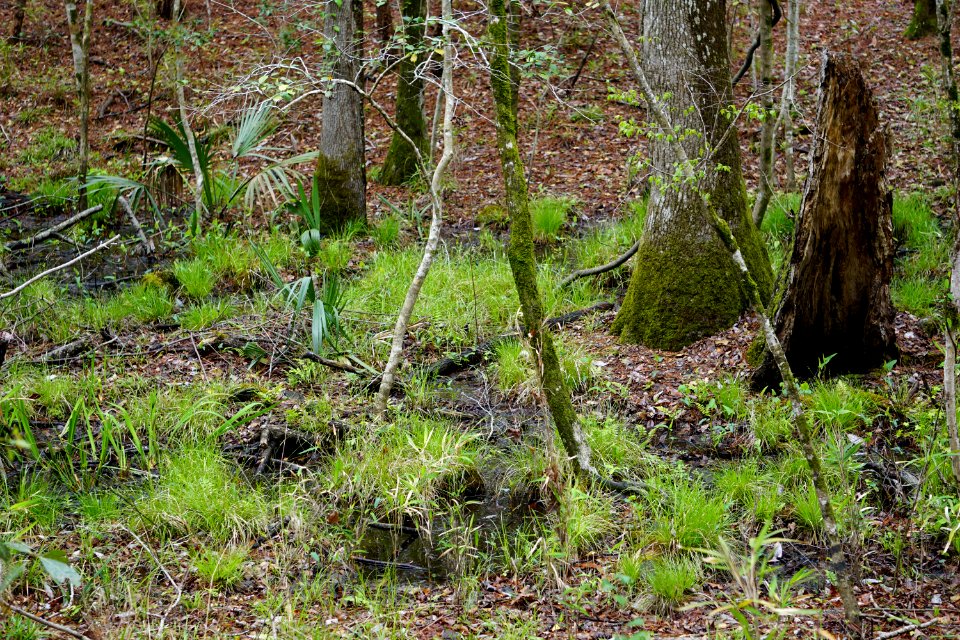 scene brunswick nature park ncwetlands KG