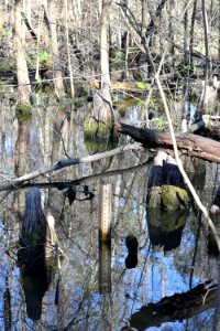 other water gauge beech st greenway ncwetlands AM (8)