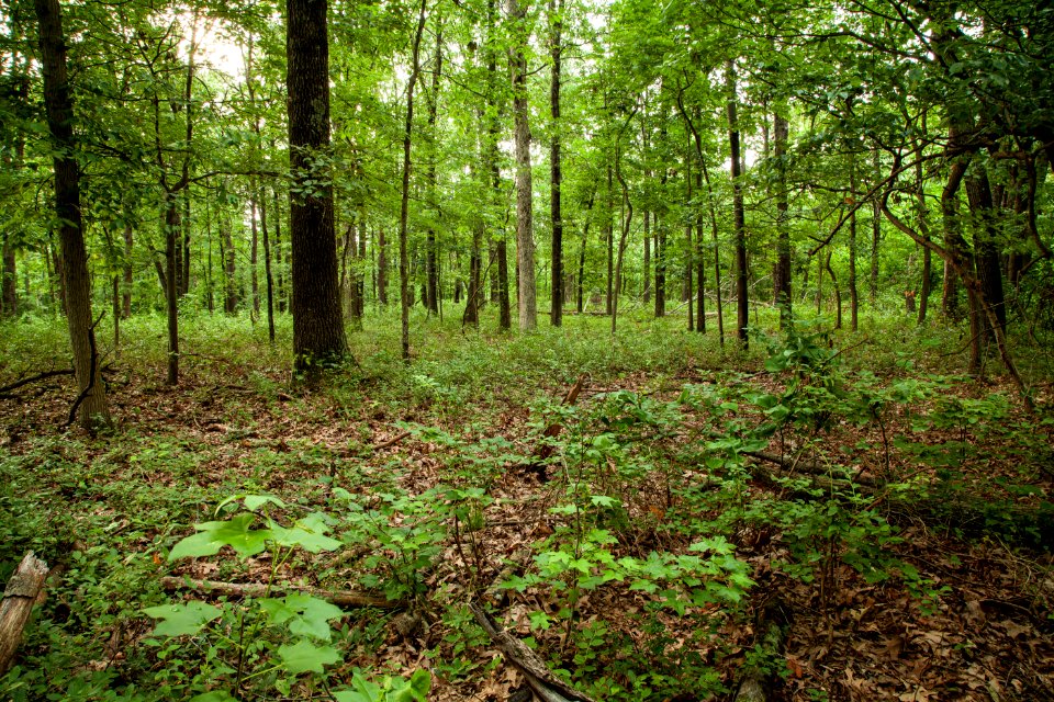 BARC west woods that will be lost