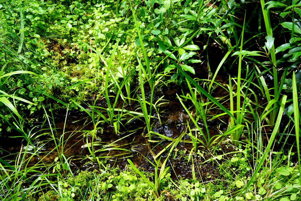 scene wetland Pink Beds Pisgah NF ncwetlands KG (13)