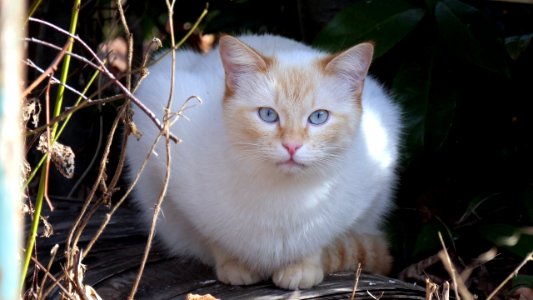 Sammy in der Hecke