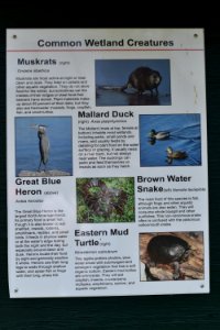 sign Town of Edenton constructed wetland ncwetlands AM (3)