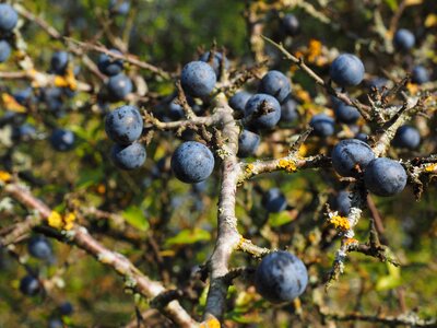 Blue bush fruit