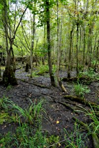 scene Columbus County Game Land ncwetlands KG (1)