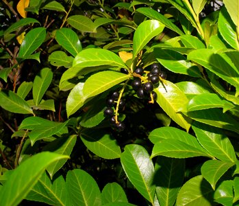 Nature bush ripe