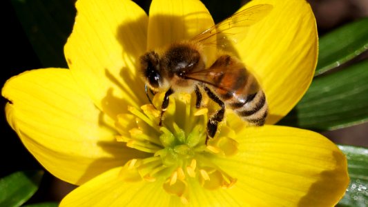 Biene auf gelber Blüte photo