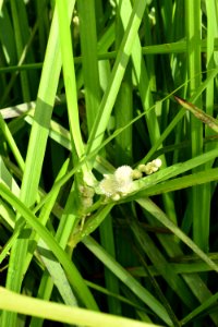 plant Sparganium sp. The Park at Flat Rock ncwetlands AM