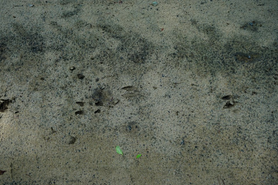 mammal feral hog tracks Lower Roanoke River Wetlands Gameland ncwetlands KG (2)