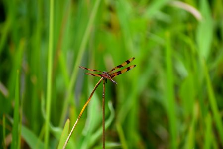 invertebrate dragonfly jack smith creek wetlands ncwetlands am (25)