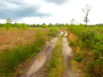 Rhodes Pond game land ncwetlands KG (1)