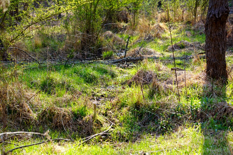 scene shrub wetland Clemmons Ed SF ncwetlands KG (2)