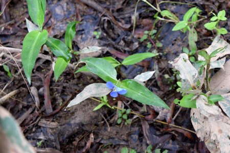 plant common day flower Shelley Lake ncwetlands AM (11)