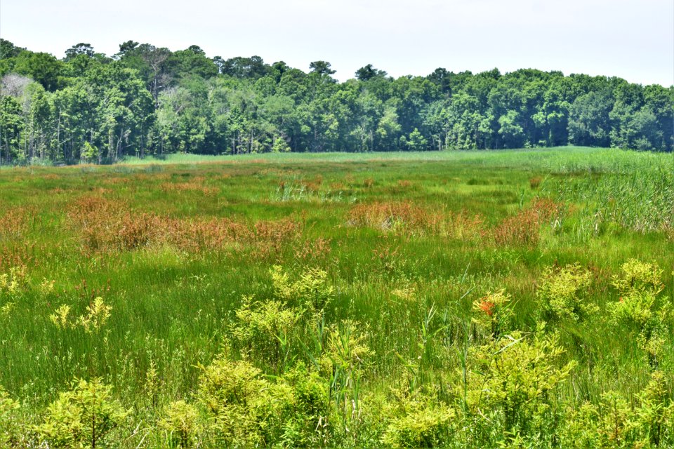 scene lake mattamuskeet ncwetlands am (29)